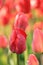 Spring blurred background with bokeh and tulips field, abstract first flowers on bokeh background at sunset