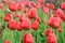 Spring blurred background with bokeh and tulips field, abstract first flowers on bokeh background at sunset