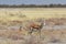Spring bock antelopes Antidorcas marsupialis in the Savannah