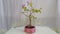Spring bonsai frim personal archives