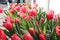 Spring bouquet. decorative bush of colorful red, pink and white Dutch tulips