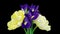 Spring bouquet of Irises, tulips rotates. Yellow and blue flower. Bud close-up. Floral background. Purple iris, white