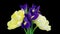 Spring bouquet of Irises, tulips rotates. Yellow and blue flower. Bud close-up. Floral background. Purple iris, white