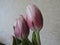 Spring bouquet of pink  tulips with water drops