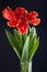 Spring bouquet of red tulips in vase on black background