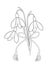 Spring bouquet of snowdrops and martisor - outline sketch
