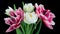 Spring bouquet of tulips. White and pink flower. Bud close-up. Floral background. Double tulips. Amazing colourful