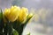 Spring bouquet of yellow tulips on bright defocused background, home decor. Copy space. Spring mood.