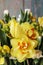 Spring bouquet with yellow tulips, carnations and daffodils