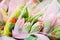 The spring bouquets of tulips