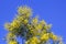 Spring. Branch Acacia dealbata tree with bright yellow flowers against blue sky