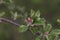 Spring branch of an apple tree with pink budding buds and young green leaves.