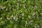 Spring branch with blooming flowers of Elaeagnus multiflora
