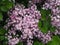 Spring branch of blossoming lilac, beautiful view