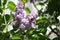 Spring branch of blossoming lilac with butterfly and blue sky with clouds. Syringe. Lilac blossoms