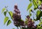 Spring branch of blossoming lilac with butterfly and blue sky with clouds. Syringe. Lilac blossoms