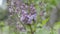 Spring branch of blossoming lilac. Video FHD