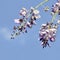 Spring branch with clammy locust Robinia Viscosa or Robinia hispida flowers. Blooming pink acacia bunch with rain drops close u