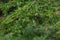 Spring branch with cone and flowers of coniferous Eastern Hemlock tree, also called Canadian Hemlock