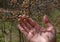 Spring. Branch with flower and leaf buds