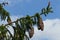 Spring branch of large coniferous Spruce tree latin name Picea with long large hanging cones