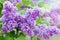 Spring branch of lilac flowers, natural background, lovely landscape of nature