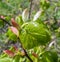 Spring Branch, Lime Buds, Young Linden Tree Leaves on Blur Background. Spring Twig