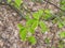 Spring Branch, Lime Buds, Young Tree Leaves on Blur Background, Spring Twig with New Green Leaves