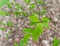 Spring Branch, Lime Buds, Young Tree Leaves on Blur Background, Spring Twig with New Green Leaves