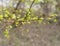 Spring Branch, Lime Buds, Young Tree Leaves on Blur Background, Spring Twig with New Green Leaves