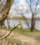 Spring Branch, Lime Buds, Young Tree Leaves on Blur Background, Spring Twig with New Green Leaves