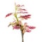 Spring branch of oak with young reddish leaves isolated on white background