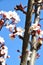 Spring branch plum blossom isolated on blue sky