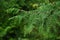 Spring branch and small cones of Sawara Cypress tree, also called Sawara or false cypress