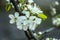 Spring branch of a tree with blossoming white small flowers on a blurred background.