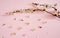 Spring branches of a blooming apricot with crumbling flowers lie on a light pink background.