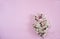 Spring branches of a blooming apricot with crumbling white petals on a light pink background.