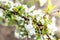 Spring branches of blossoming tree. Cherry tree in white flowers. Blurring background.