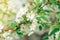 Spring branches of blossoming tree. Cherry tree in white flowers. Blurring background