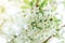 Spring branches of blossoming tree. Cherry tree in white flowers. Blurring background