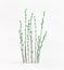 Spring branches bunch with green buds on white background. Springtime with seasonal trees. Front view