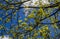 Spring branches of a maple tree with barely blossoming leaves.