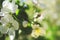 Spring Breezy Day: fruit tree branch with white blooming blossoms blended in the background