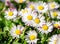 Spring bright landscape with beautiful wild flowers camomiles in green grass