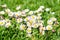 Spring bright landscape with beautiful wild flowers camomiles in green grass