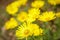 In spring, the bright yellow flowers of doronicum blossomed in the garden in may