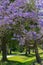 Spring in Brisbane, parks full of blooming jacaranda trees