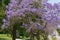 Spring in Brisbane, parks and street full of blooming jacaranda trees