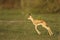 Spring buck calf