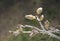 Spring bud on bare branch of wisteria